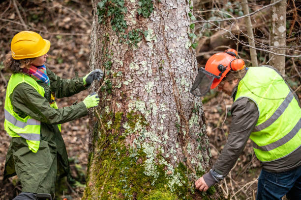 How Our Tree Care Process Works  in  New Holstein, WI